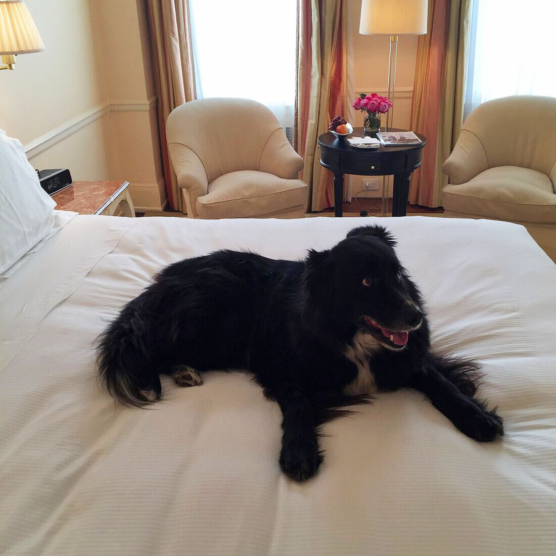 Barney, a border collie, on a bed at the Carlyle hotel in New York