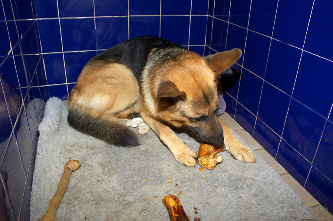 A dog resting in a tiled cubby inside the Lucies Farm kennel