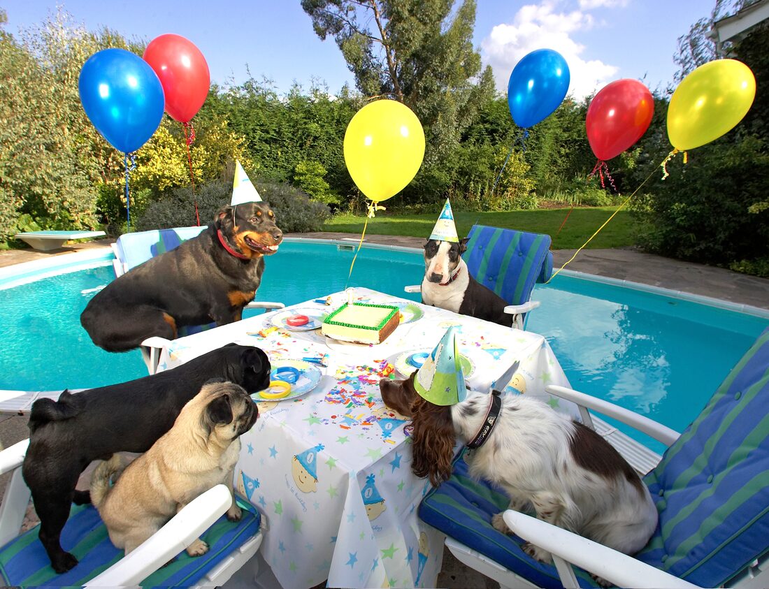 Dogs in party hats at a table beside the swimming pool at Lucies Farm