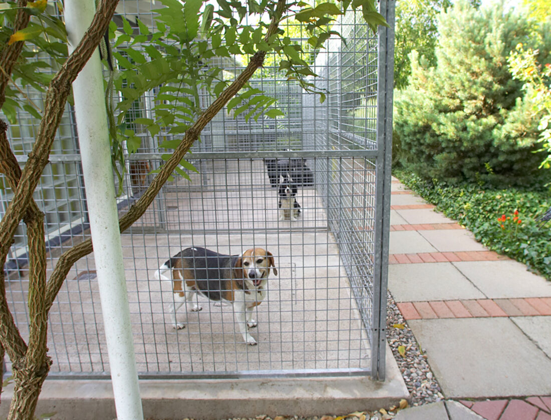 A dog in one of the outdoor runs at the Lucies Farm kennel